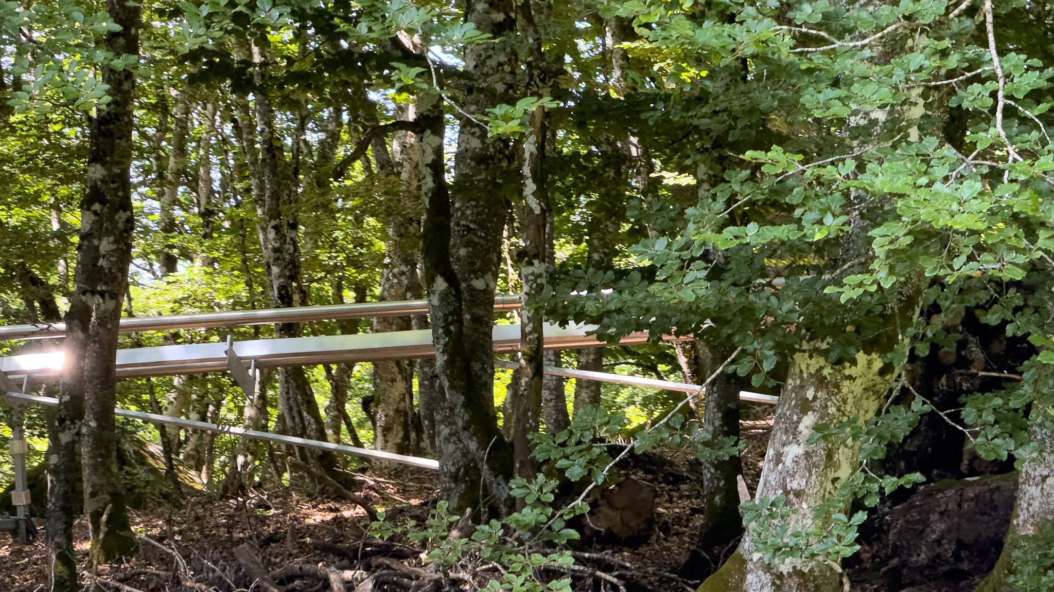 Super Coaster Super Besse - in the beech forest